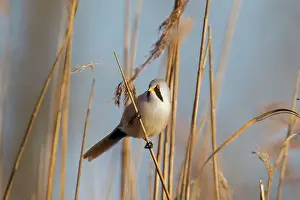 Panurus: Bearded Tit / Bearded Reedling male clinging to a reed stem