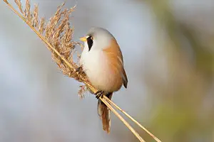 Panurus: Bearded Tit / Bearded Reedling male clinging to a reed stem
