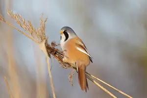 Panurus: Bearded Tit / Bearded Reedling male clinging to a reed stem