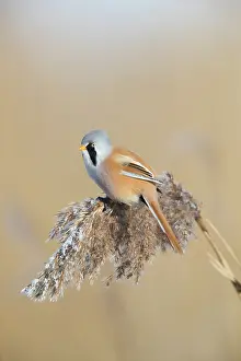 Panurus: Bearded Tit, Bearded Reedling - male hanging on
