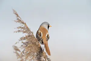 Panurus: Bearded Tit, Bearded Reedling - male hanging on