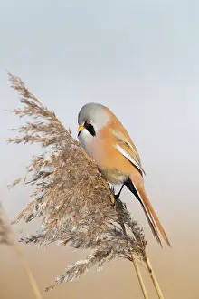 Panurus: Bearded Tit, Bearded Reedling - male hanging on