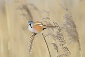 Panurus: Bearded Tit, Bearded Reedling - male hanging on