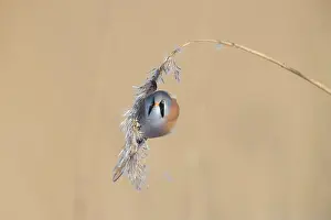 Panurus: Bearded Tit, Bearded Reedling - male hanging on