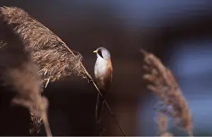 Tits: BEARDED TIT / BEARDED REEDLING - Perched on reed
