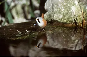 Tits: BEARDED TIT / BEARDED REEDLING - with reflection in pool