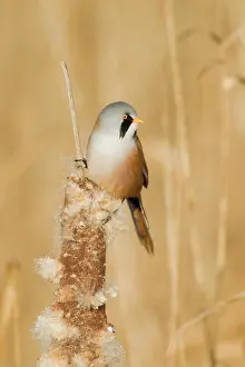 Reedmace: Bearded Tit - male feeding on Reedmace seedhead