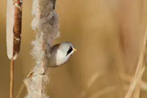 Reedmace: Bearded Tit - male feeding on Reedmace seedhead