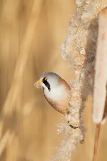 Reedmace: Bearded Tit - male feeding on Reedmace seedhead
