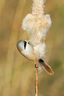 Reedmace: Bearded Tit - male feeding on Reedmace seedhead