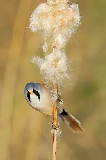 Reedmace: Bearded Tit - male feeding on Reedmace seedhead
