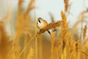 Midwinter: Bearded Tit - male in reeds - midwinter