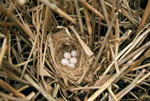 Anne Trap- Lind: Bearded Tit - nest with eggs