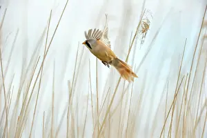 Panurus: Bearded Tit (Panurus biarmicus) flying