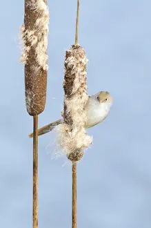 Panurus: Bearded Tit (Panurus biarmicus) foraging on Com