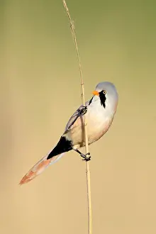 Panurus: Bearded tit (Panurus biarmicus) male perched on