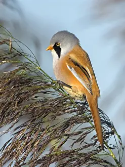 Flevoland: Bearded tit (Panurus biarmicus) perched on a re