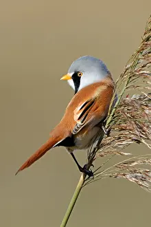 Flevoland: Bearded tit (Panurus biarmicus) perched on a re