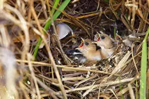 Panurus: Bearded Tit (Panurus biarmicus), rooster brings