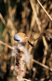 Cattail: Bearded Tit - Plucking seeds from bulrush