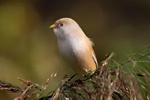 Panurus: Bearded Tit / Reedling