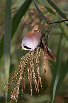 Panurus: Bearded Tit / Reedling