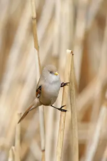 Reeds: Bearded Tit / Reedling - female on reed
