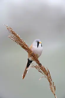 Reeds: Bearded Tit / Reedling - male on reed