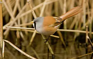 Reedling: Bearded Tit / Reedling - male in reed-bed