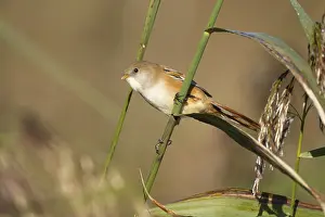 Reeds: Bearded tit or reedling (Panurus biarmicus) adult female bird on a reed stem in a reedbed