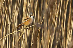 Norfolk: Bearded tit or reedling (Panurus biarmicus) adult male bird in a reedbed