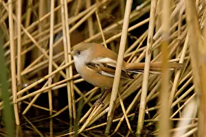 Reedling: Bearded Tit / Reedling - in reed-bed