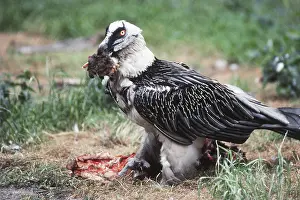Gypaetus: Bearded Vulture