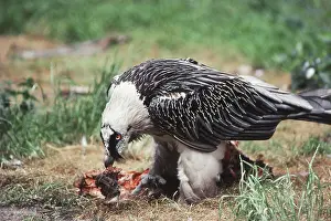 Gypaetus: Bearded Vulture