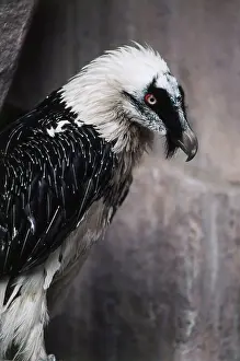 Gypaetus: Bearded Vulture