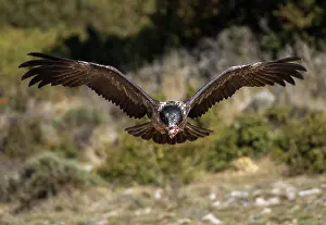 Gypaetus: Bearded Vulture