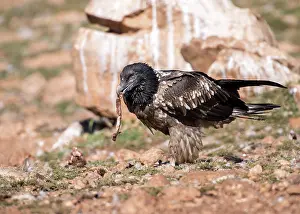 Gypaetus: Bearded Vulture