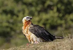 Huesca: Bearded Vulture