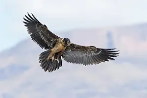 Giants: Bearded Vulture