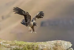 Ledge: Bearded Vulture