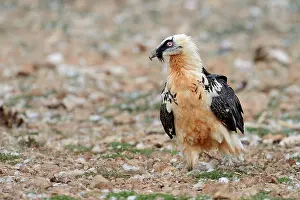 Gypaetus: Bearded Vulture