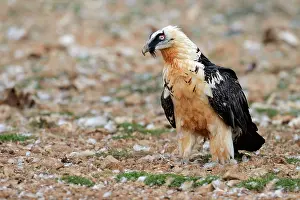 Gypaetus: Bearded Vulture
