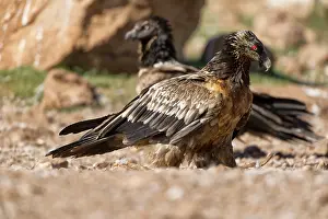 Lleida: Bearded Vulture