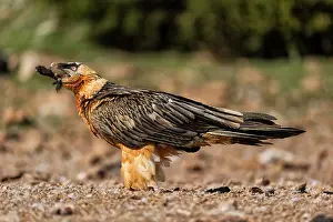 Lleida: Bearded Vulture