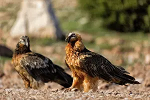 Lleida: Bearded Vulture