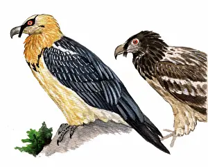 Barbatus: Bearded Vulture