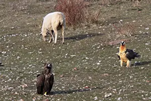 Aegypius: Bearded Vulture Cinereous Vulture and Sheep Spain