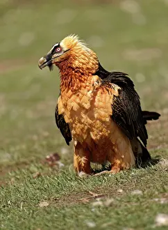 Pyrenees: Bearded Vulture (Gypaetus barbatus), Spain, Pyrenees, Europe