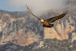 Pyrenees: Bearded vulture (Gypaetus barbatus) adult in flight