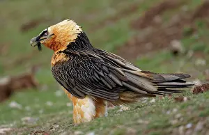 Pyrenees: Bearded vulture (Gypaetus barbatus) devouring a